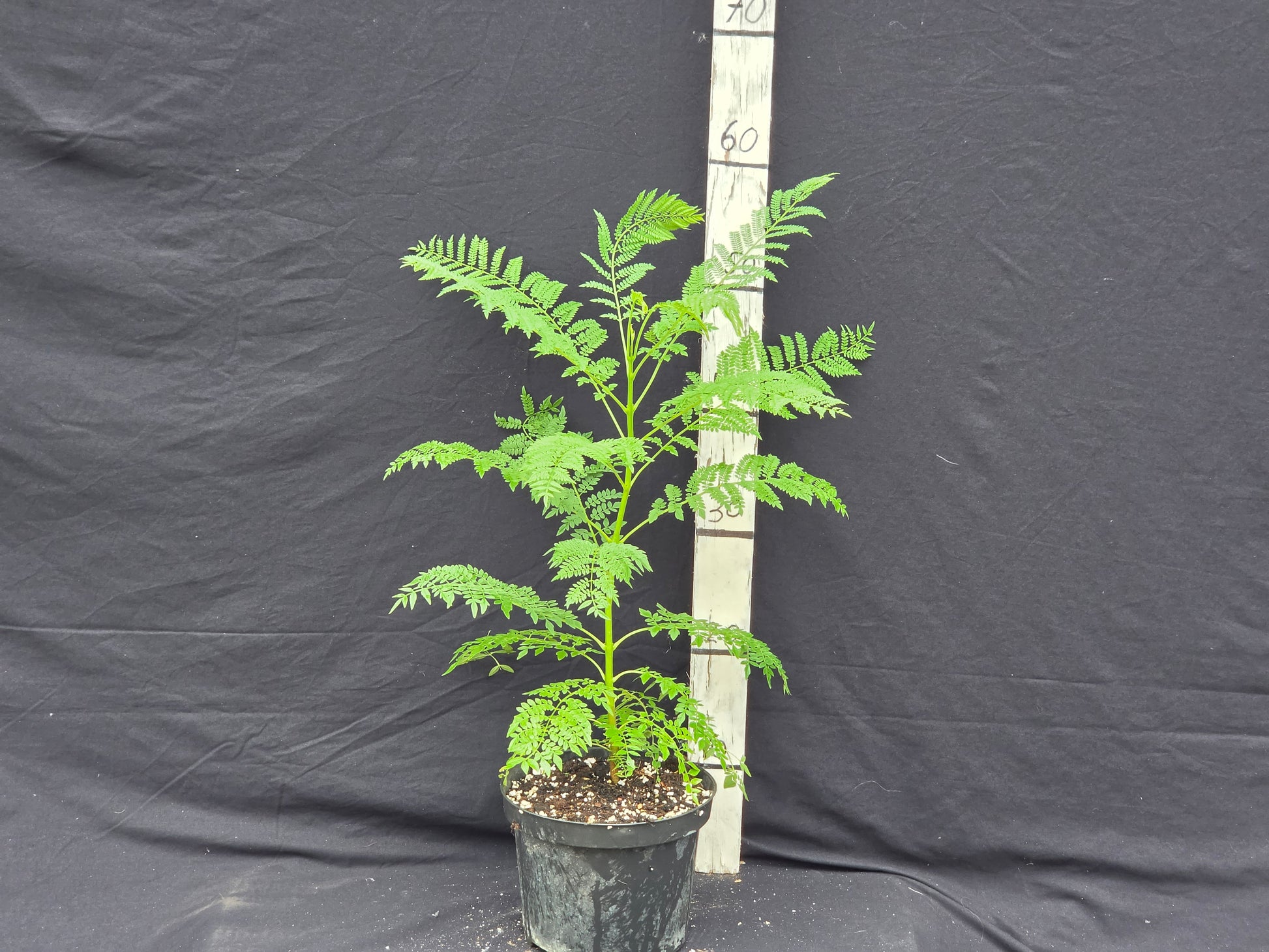 Jacaranda mimosifolia