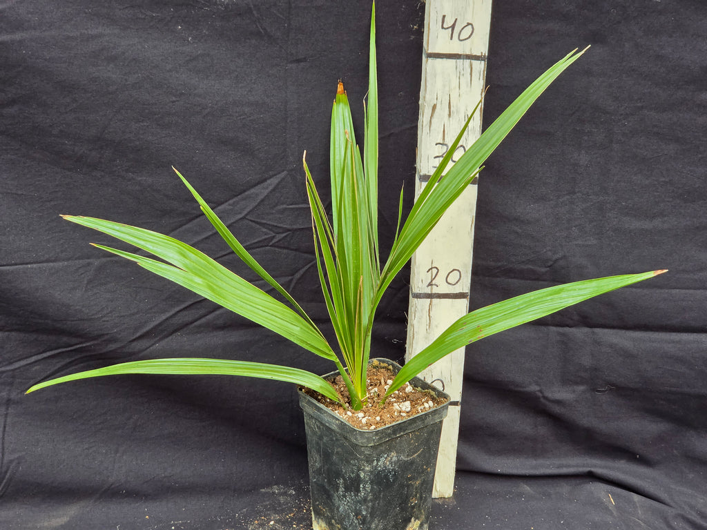 Phoenix canariensis X loureiroi var. Humilis ''Kashmir''