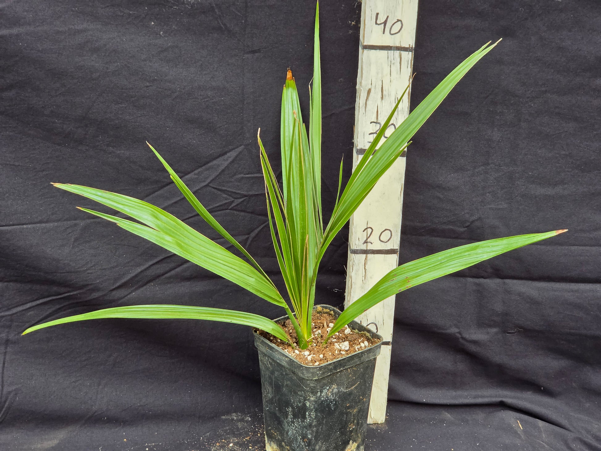 Phoenix canariensis X loureiroi var. Humilis ''Kashmir''