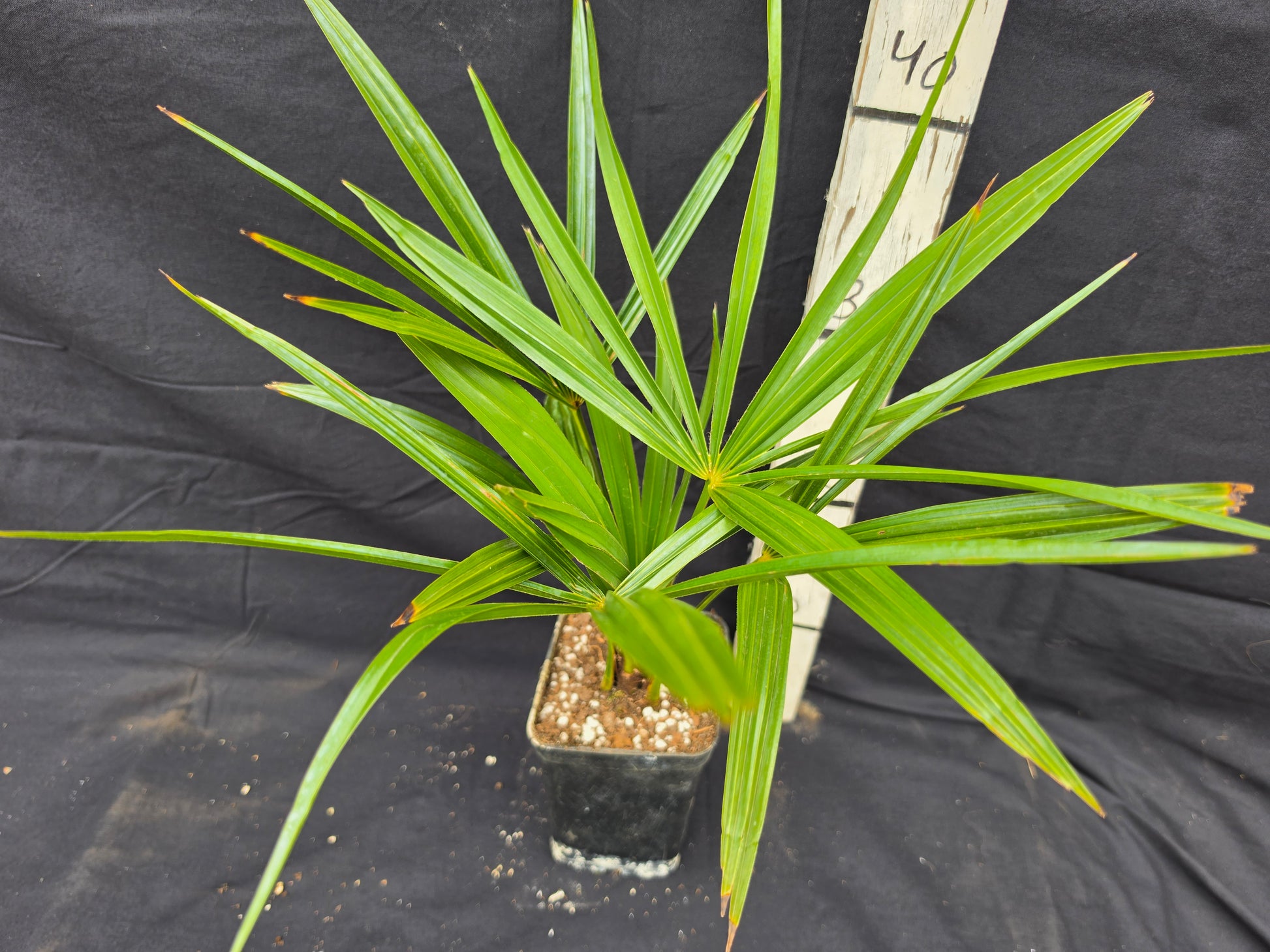 Trachycarpus fortunei 'Darjeeling'