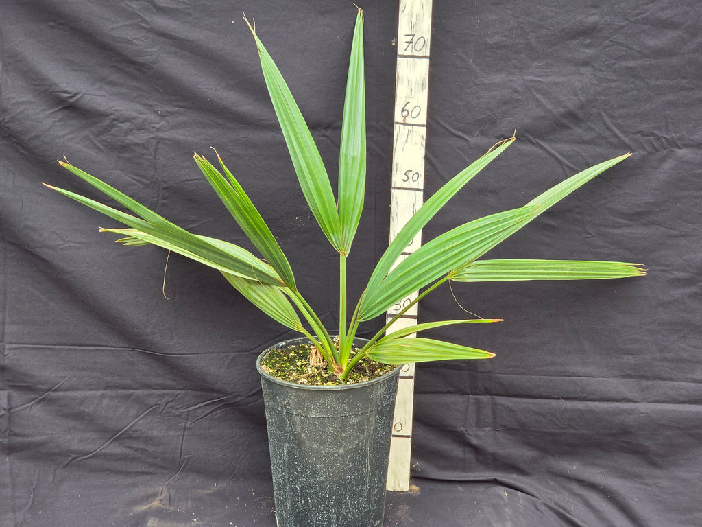 Sabal mexicana