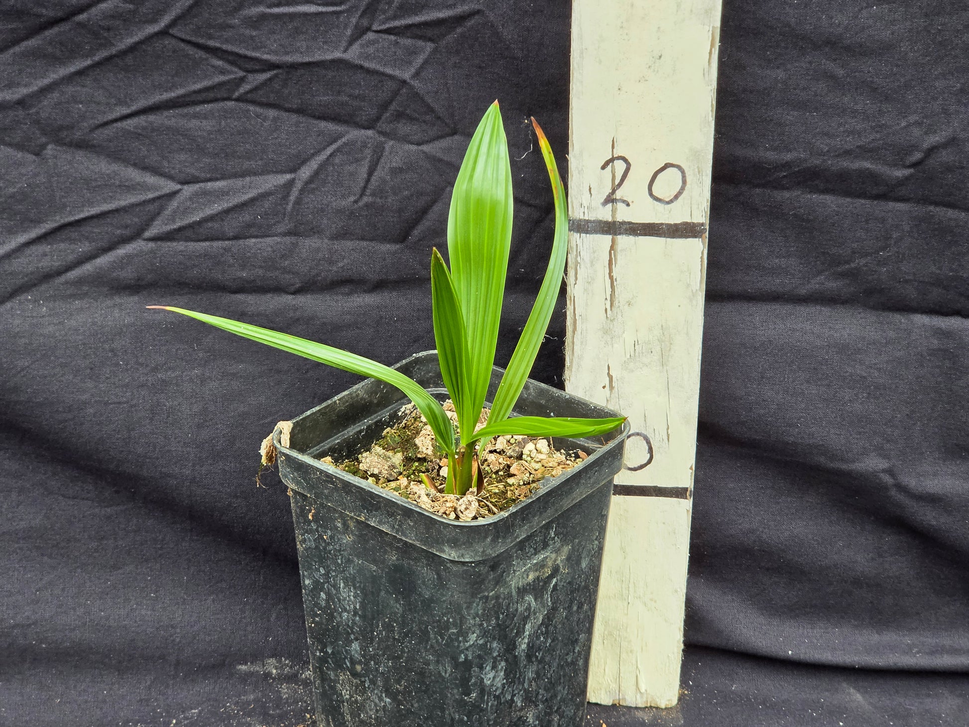 Brahea sp. 'Super Silver'