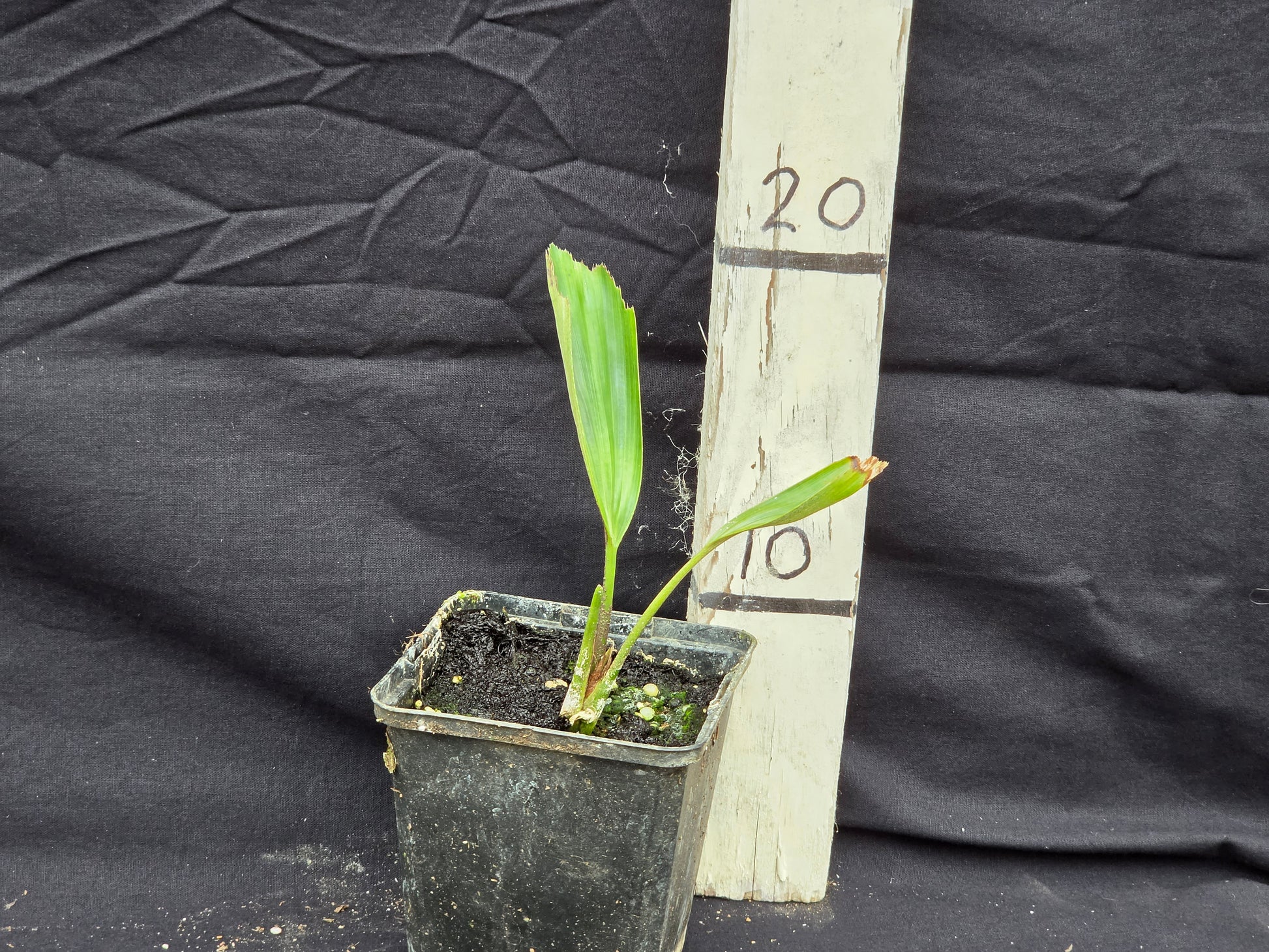 Arenga microcarpa