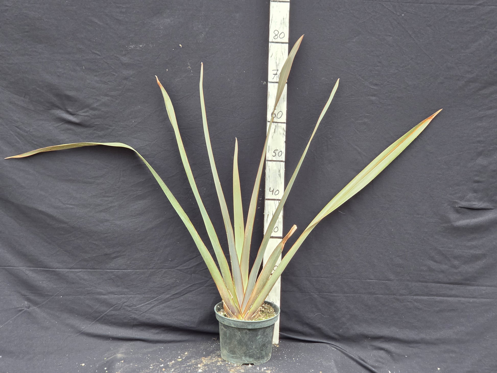 Phormium 'Rubrum'