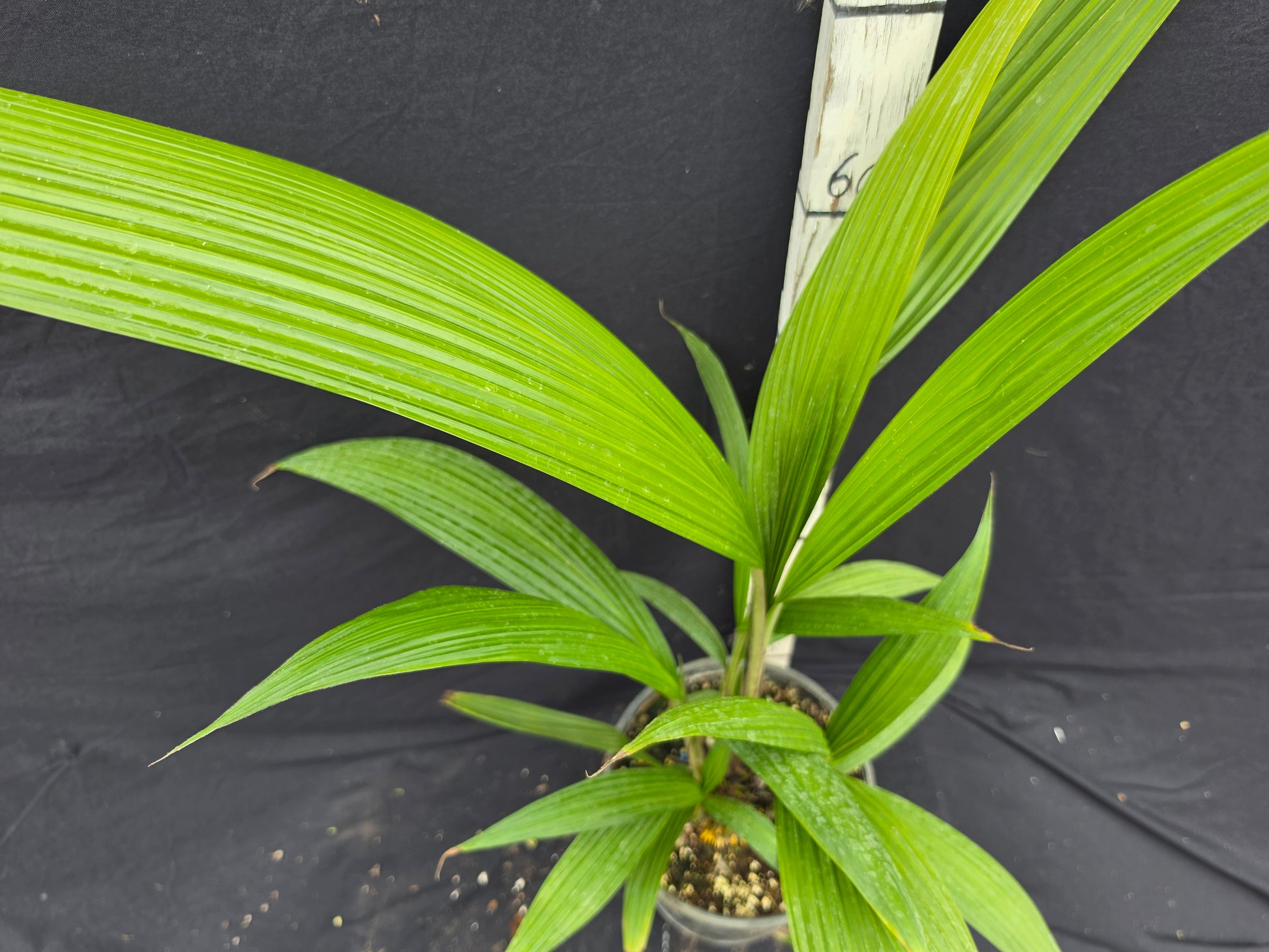 Molineria capitulata