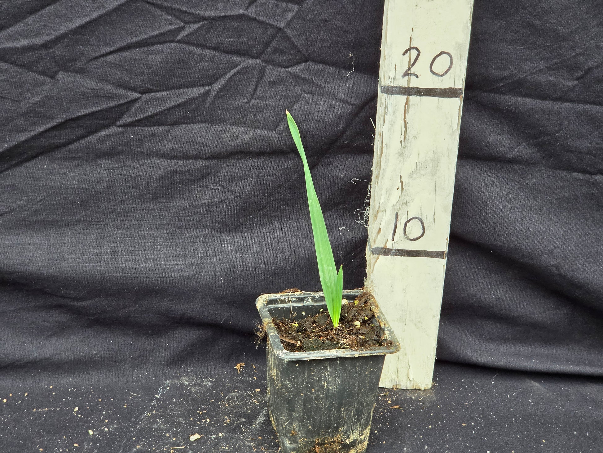 Sabal palmetto var. Bahamensis