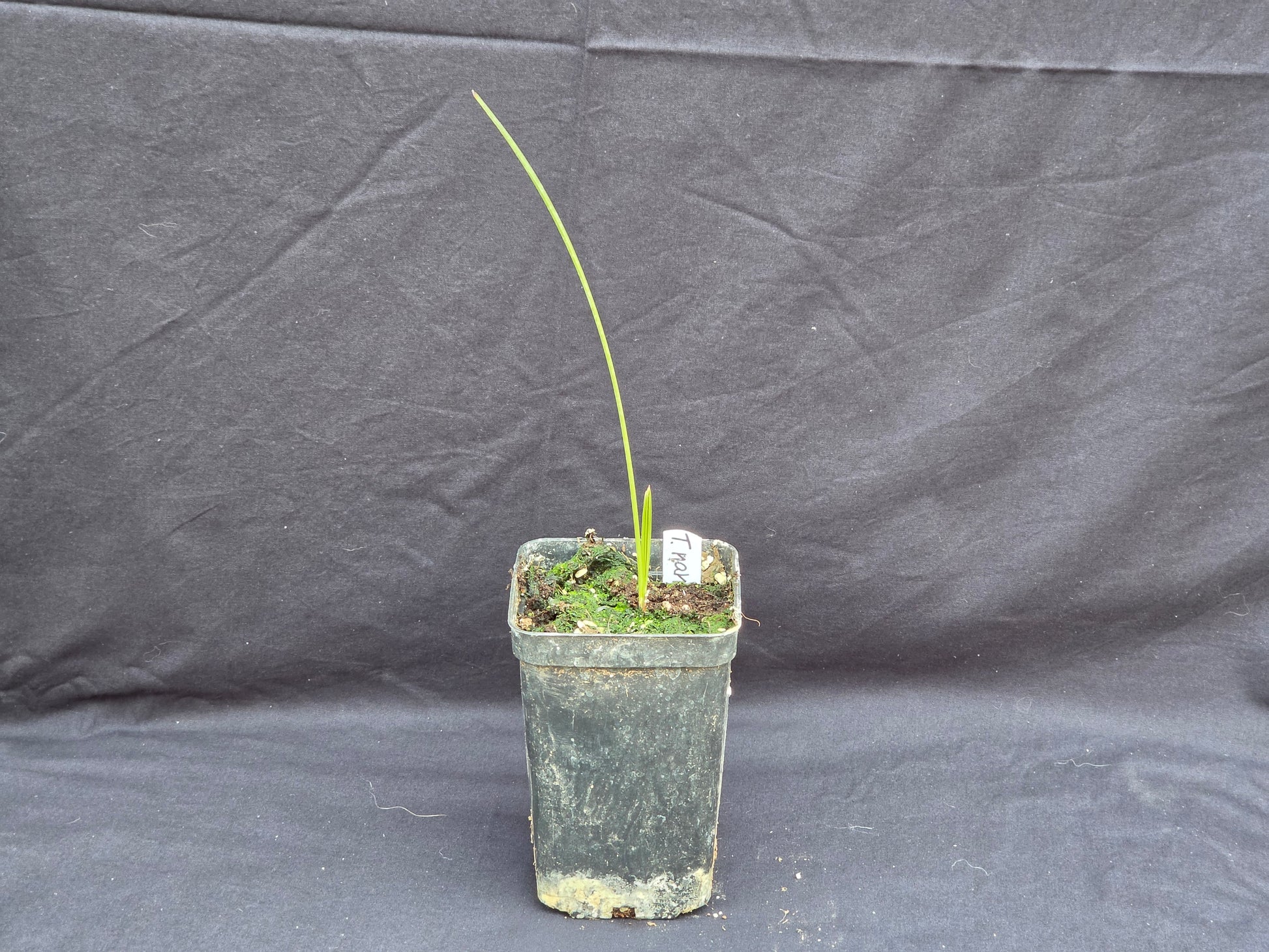 Trachycarpus nanus