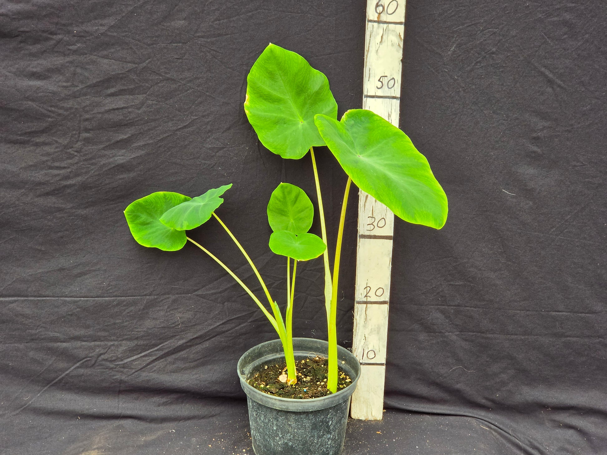 Colocasia gaoligongensis 'Black pearl'