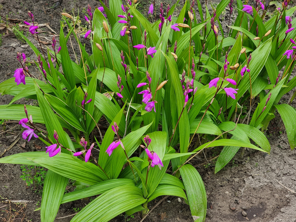 Bletillia striata