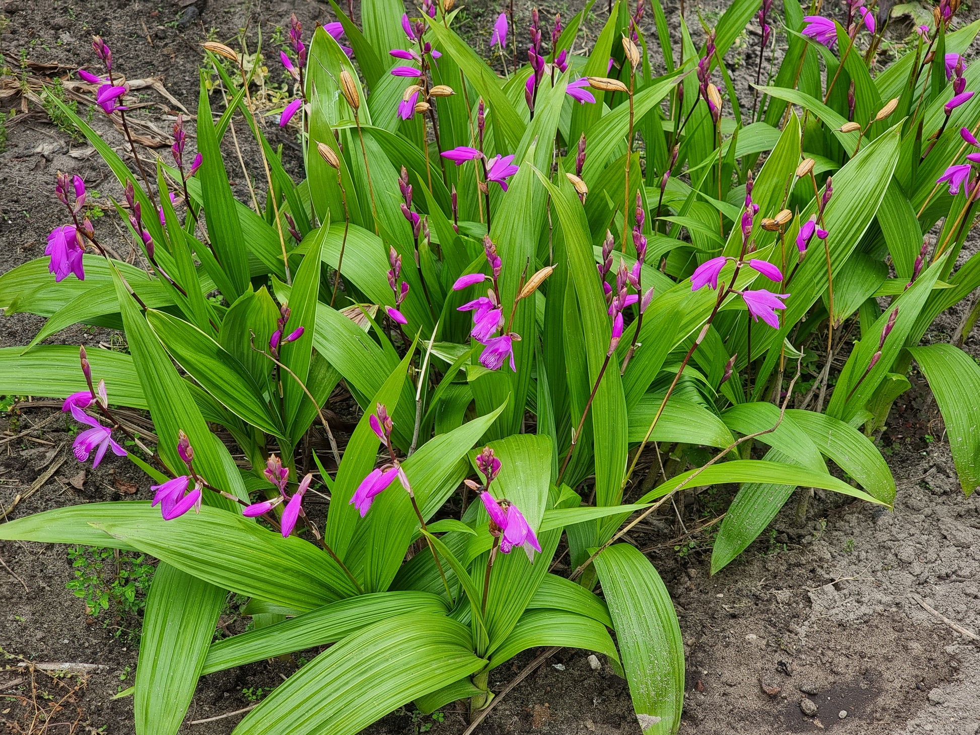 Bletillia striata