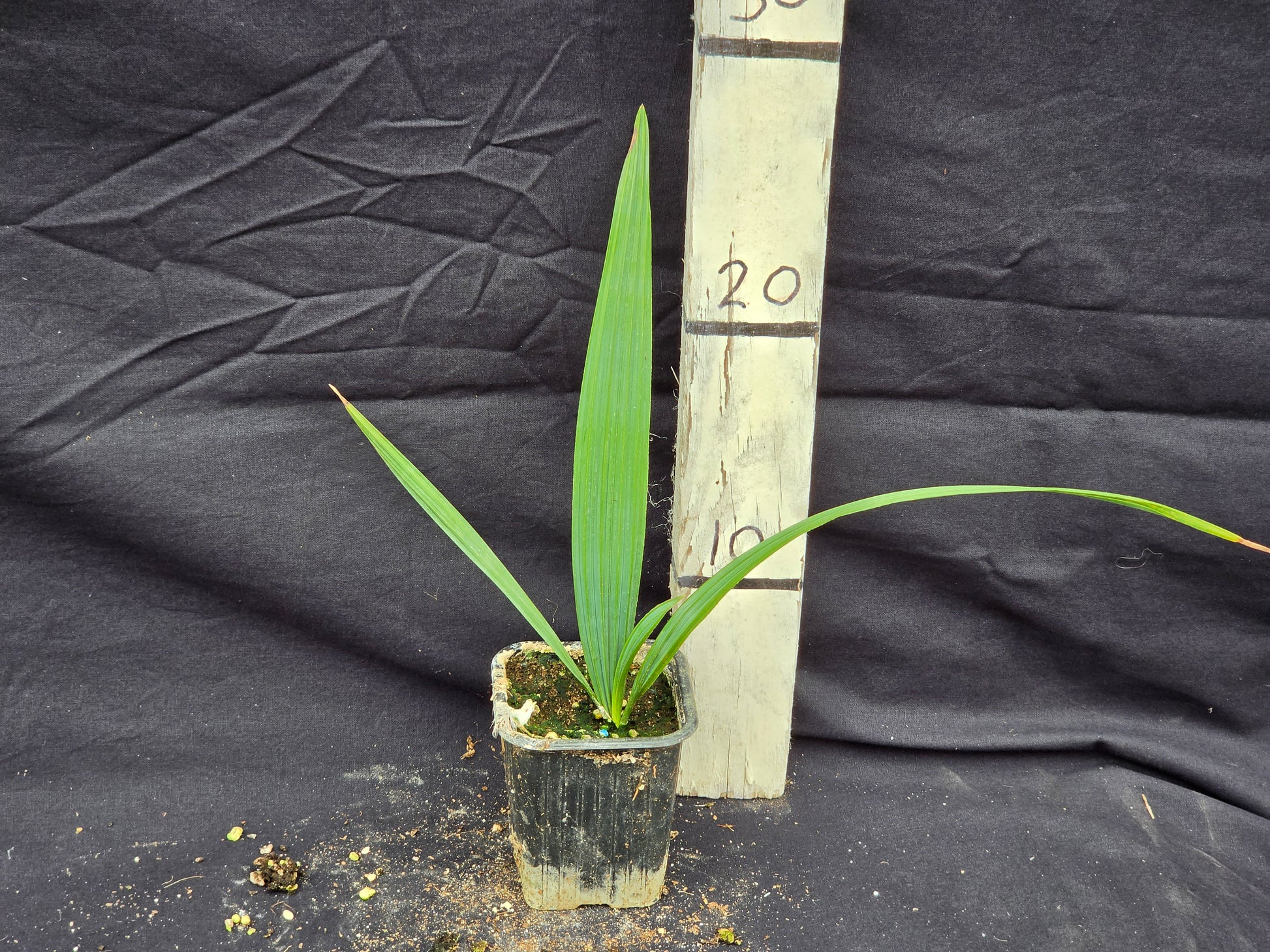 Sabal palmetto