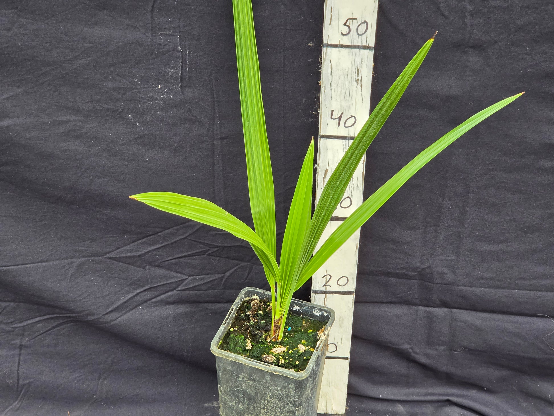 Brahea brandegeei