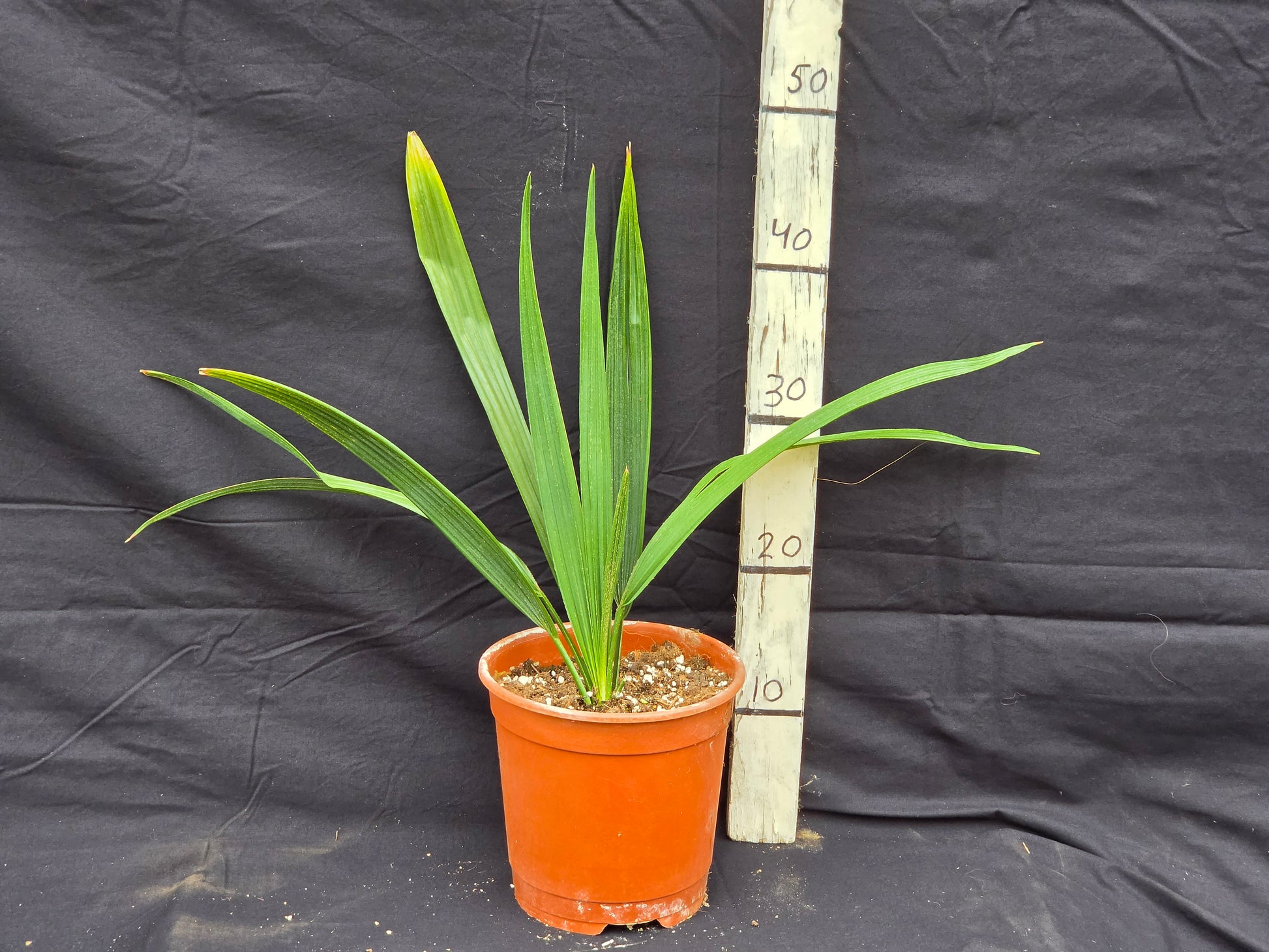 Sabal rosei