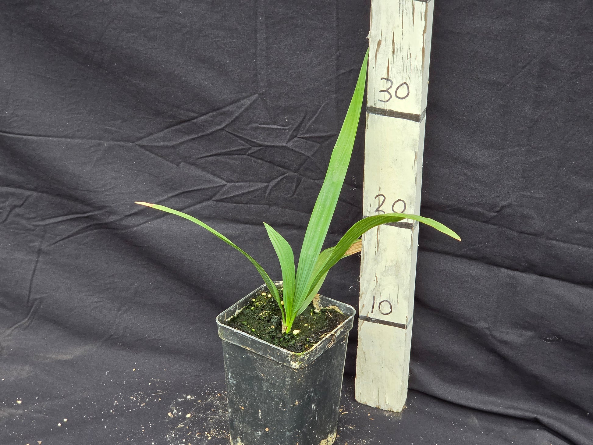 Sabal domingensis