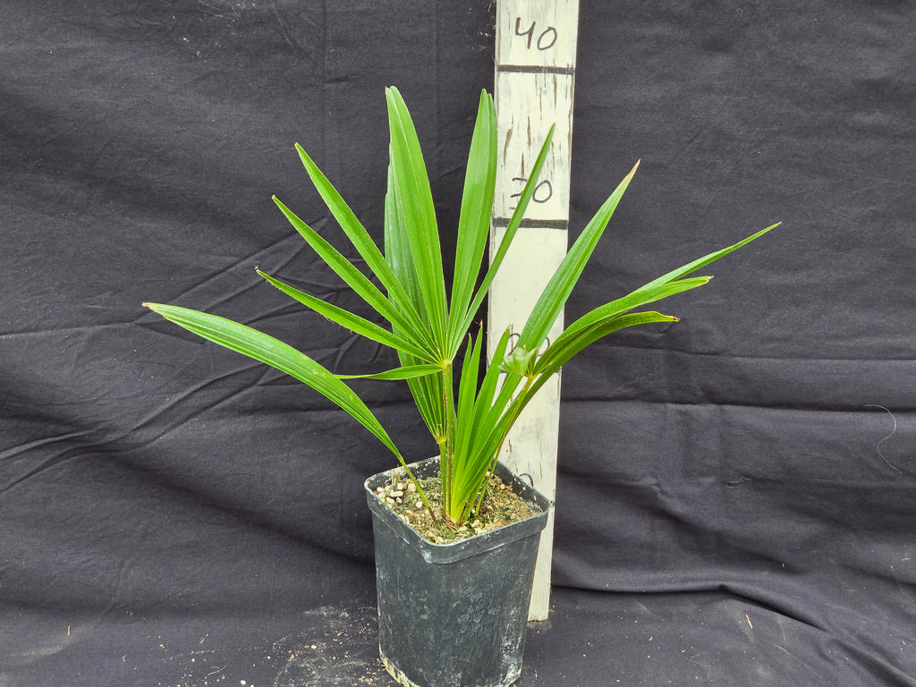 Trachycarpus fortunei var. Nainital X ukhrulensis