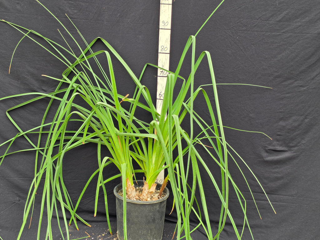 Kniphofia sp. 'Robusta'