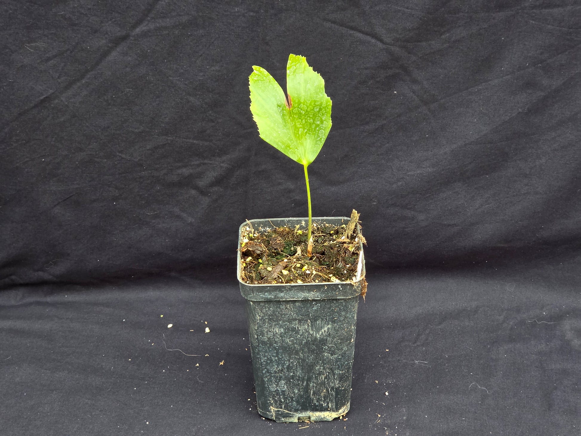 Caryota maxima 'Himalaya'