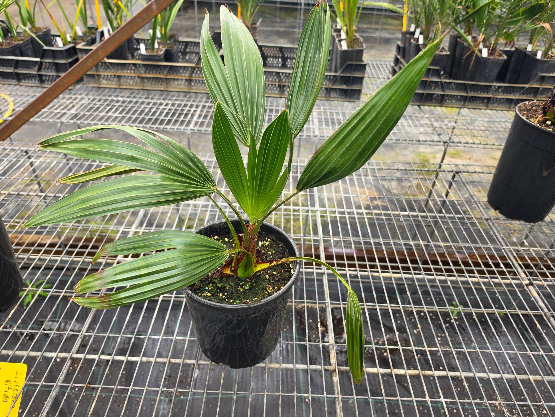 Livistona nitida