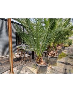 Phoenix canariensis