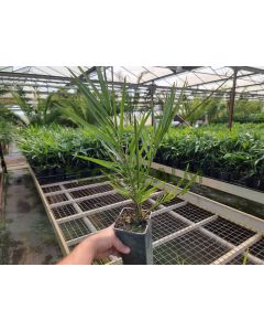 Phoenix dactylifera cv. Medjool