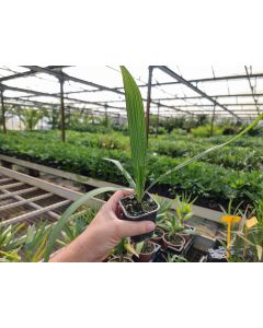 Sabal uresana 'Green form'