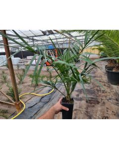 Phoenix canariensis X reclinata