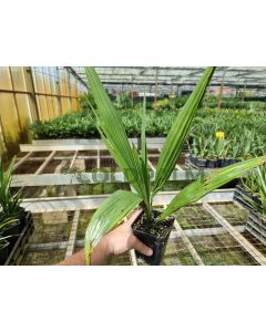 Phoenix sylvestris 'Round seed'