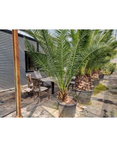 Phoenix canariensis