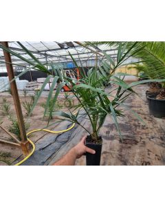 Phoenix canariensis X reclinata