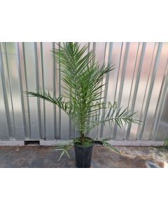 Phoenix canariensis cv. Benchijigua